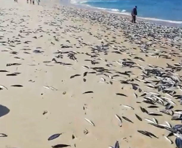 Centenas de peixes mortos dão à costa na praia de Cortegaça em Ovar | Vídeo