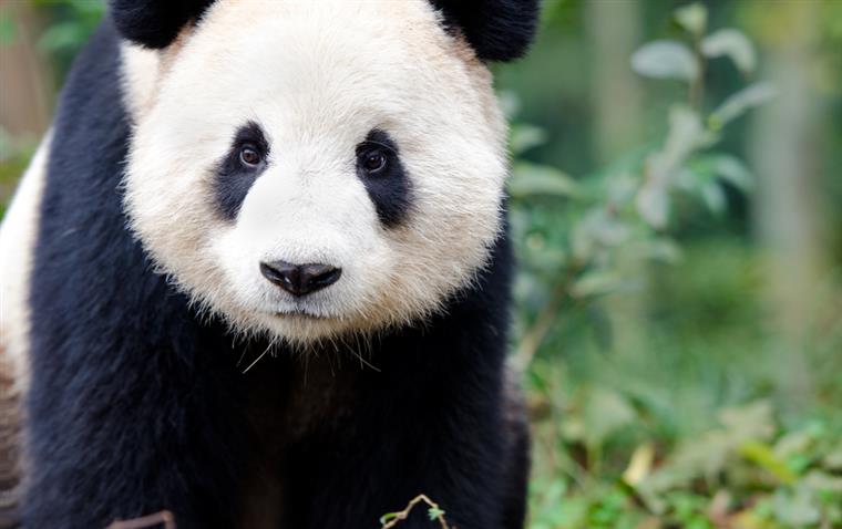 China. Turistas atiram pedras a um panda para o acordar | Vídeo