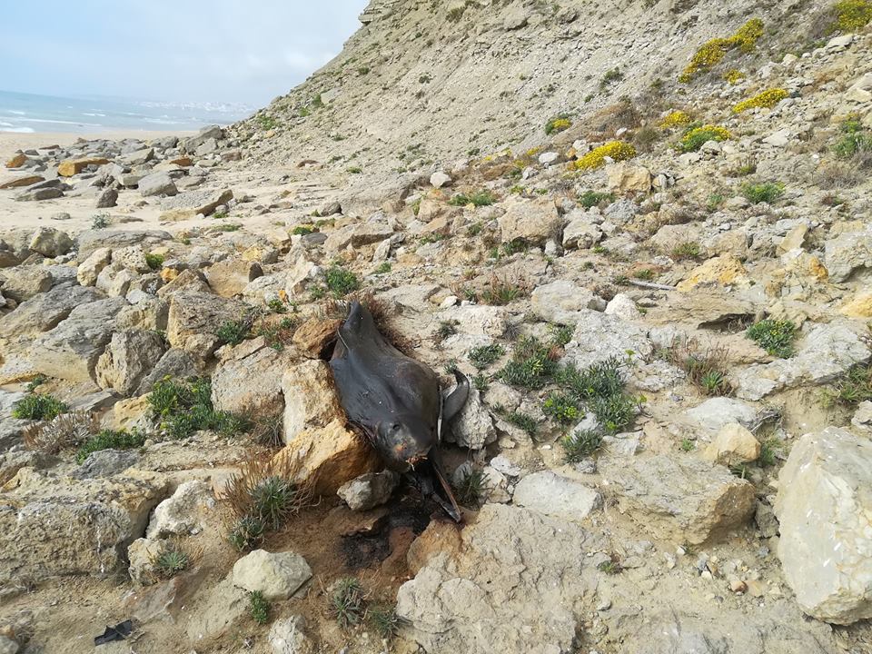 Golfinho em decomposição há mais de 24 horas numa praia em Sintra