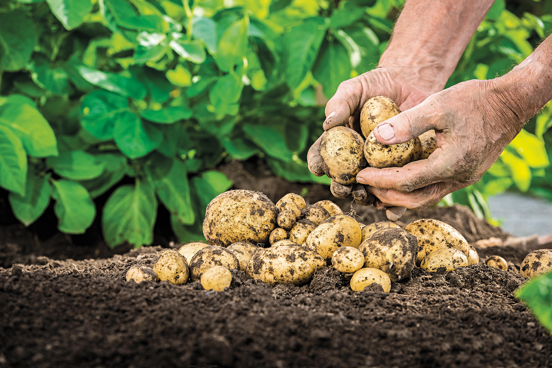 Praga da batata. O inseto que ameaça as plantações de Portugal