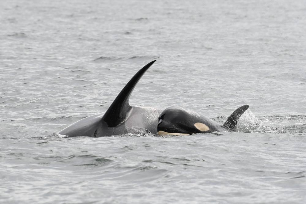 Depois de 17 dias, orca deixa de carregar cria morta