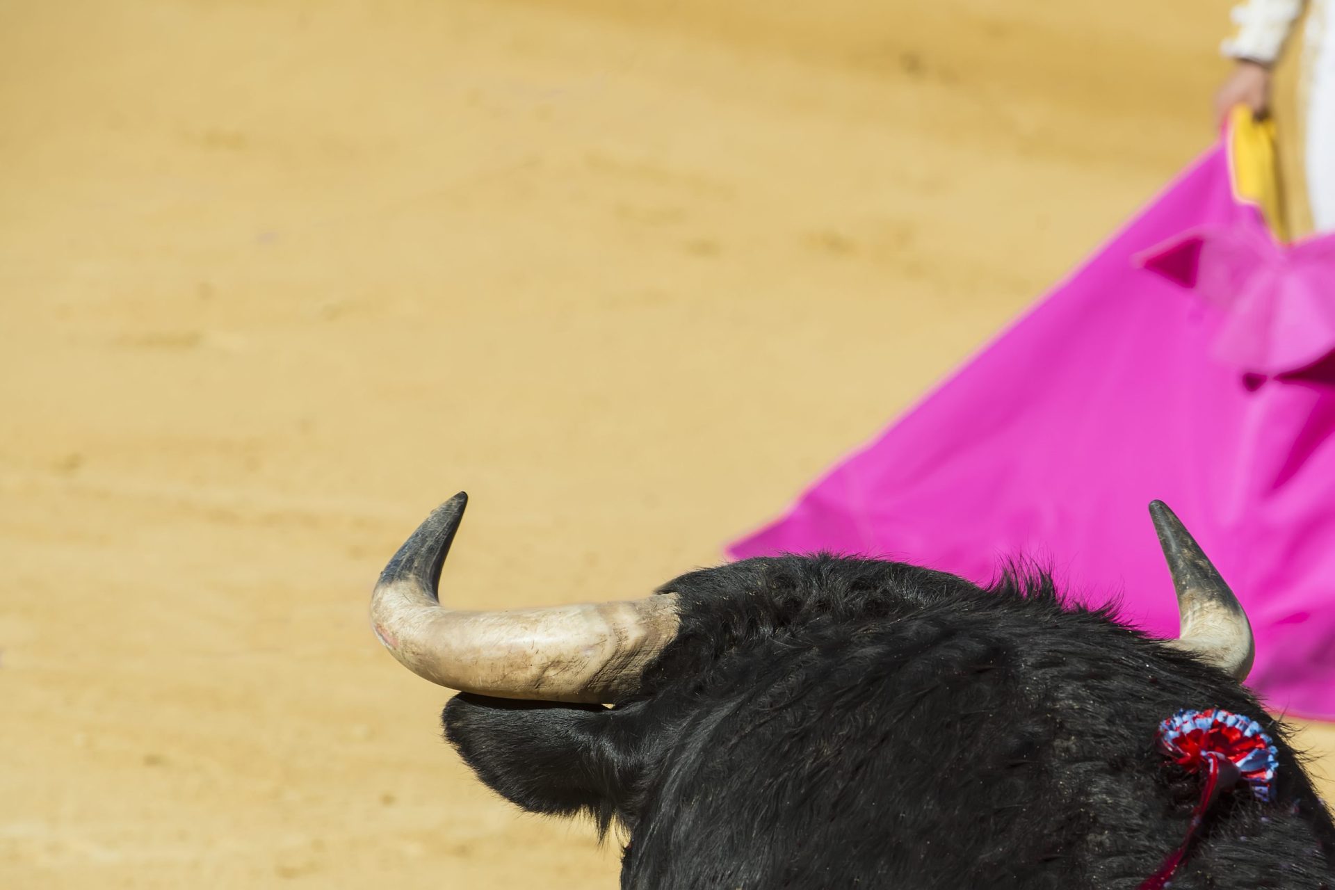 Ativistas anti-touradas agredidos em Albufeira