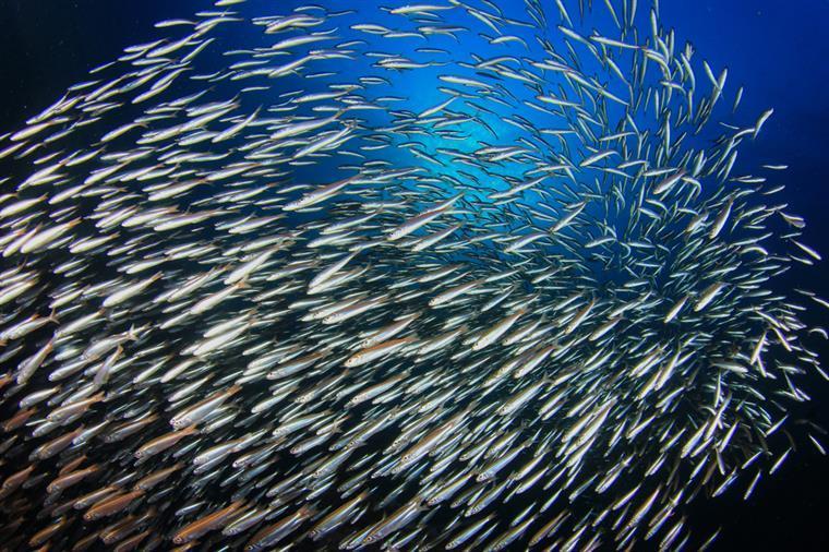 Termina hoje a interdição à pesca da sardinha em três zonas do país