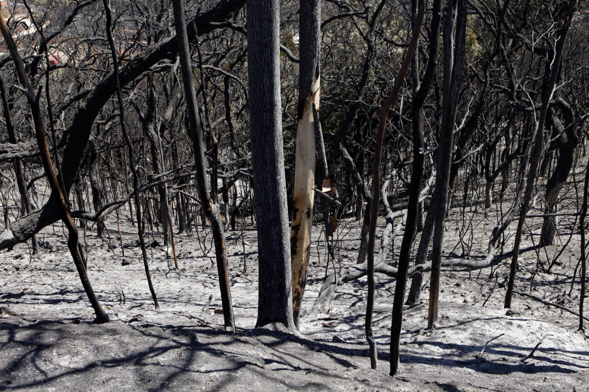 Monchique. Linha da EDP é principal suspeita para o início do incêndio