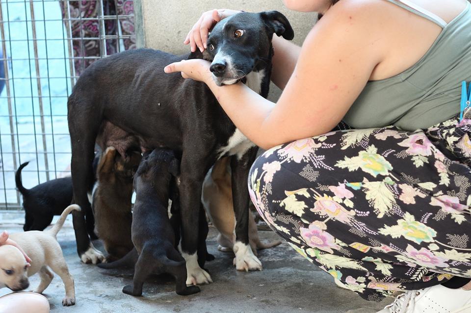 “Onde há bebés há uma mamã”. União Zoófila critica falta de políticas de esterilização