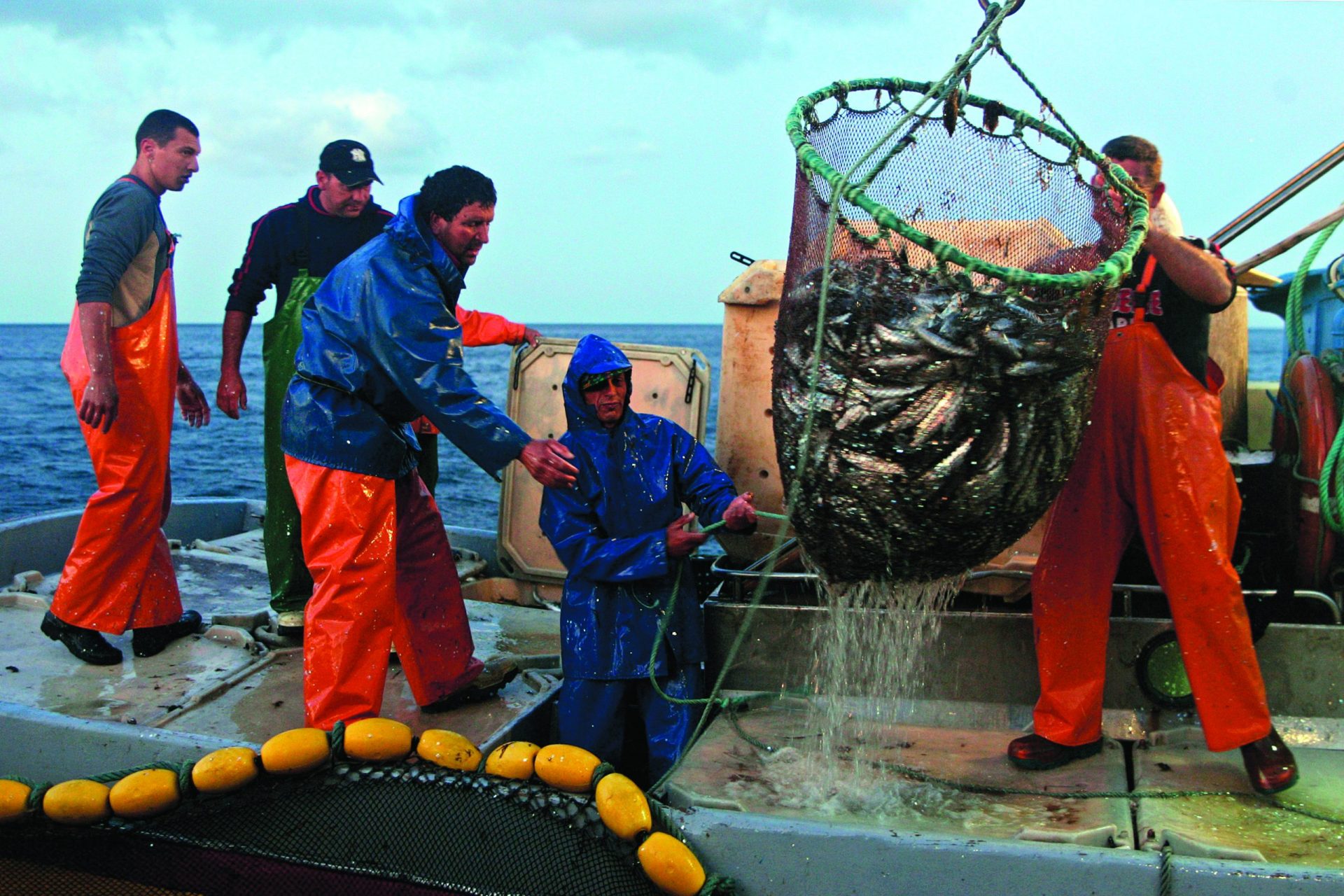 Sardinha. A interdição terminou, mas a guerra é para continuar