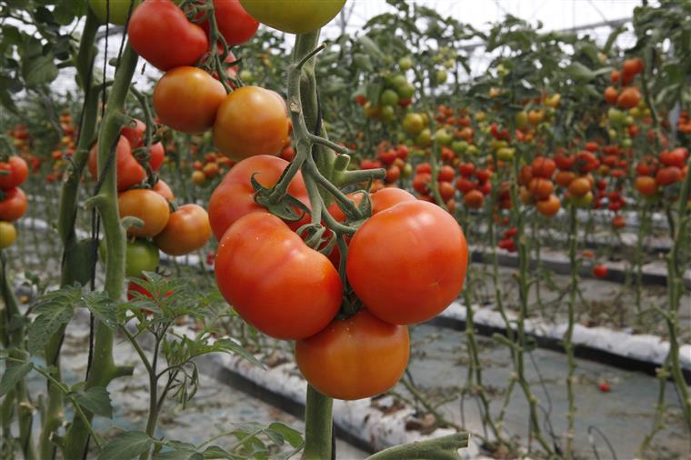 Apoio de um milhão para a agricultura