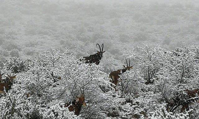 Animais em África do Sul ficaram cobertos de neve | Fotos