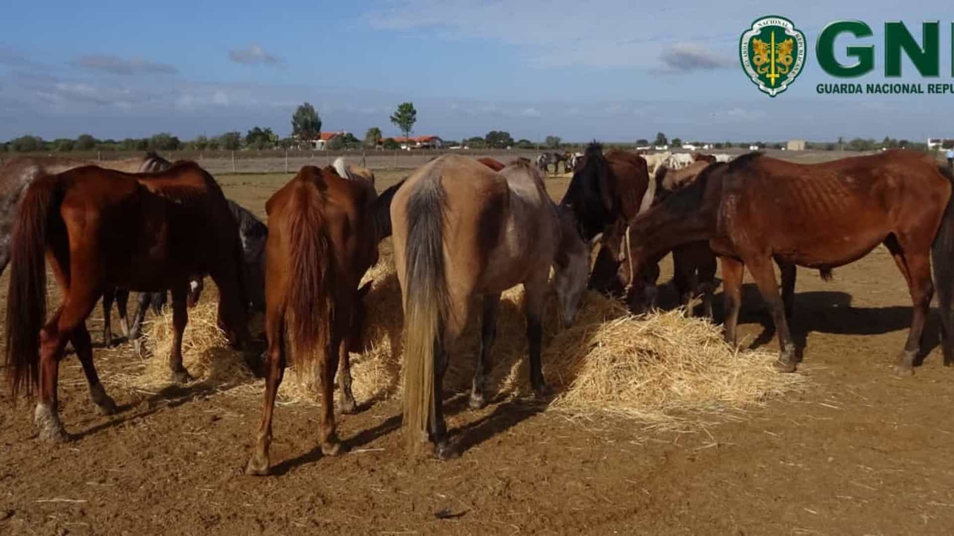 Alentejo. Cavalos encontrados em condições de subnutrição acabam por morrer