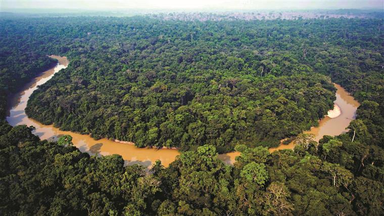 Brasil. Líder indígena morto a tiro numa emboscada