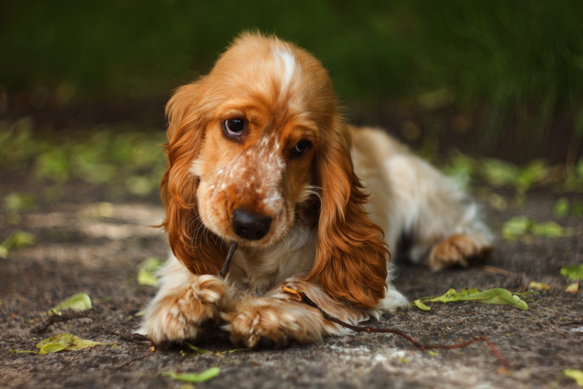 Cães. Estas são as melhores raças para quem tem miúdos em casa