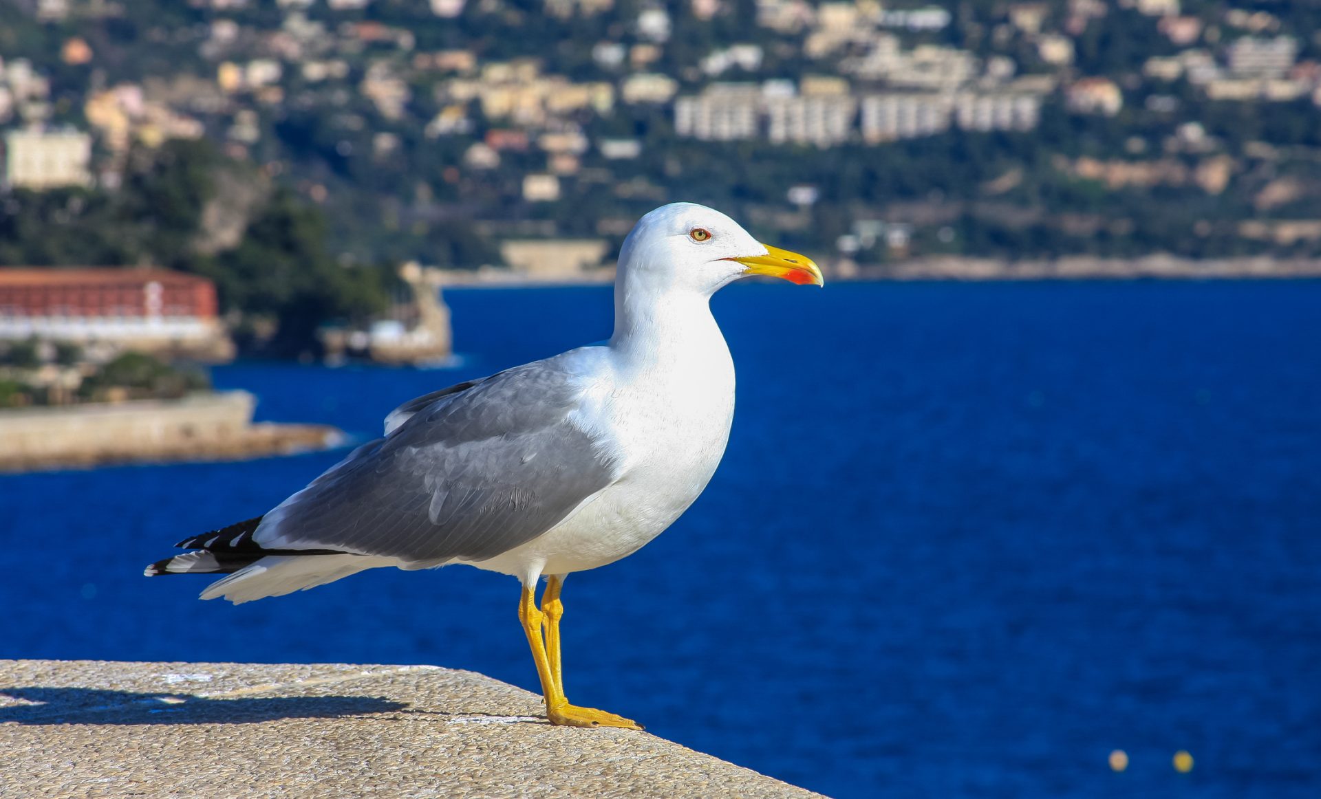 Poluição. Há mais microplásticos do que larvas de peixe no estuário do Douro