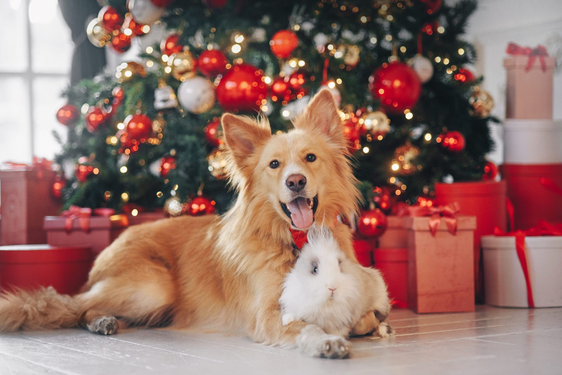 Lisboa vai ter pela primeira vez um Natal dos Animais