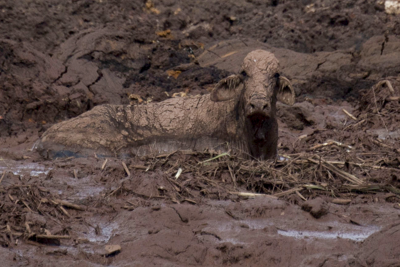 Brasil. Colapso de barragem fez 37 mortos | FOTOS