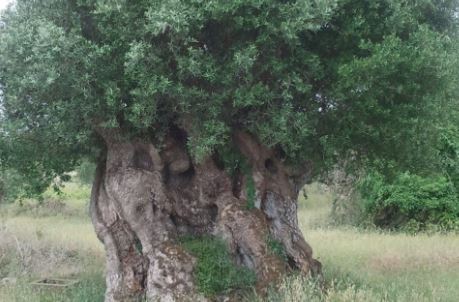 Árvore milenar em Alcobaça reduzida a lenha