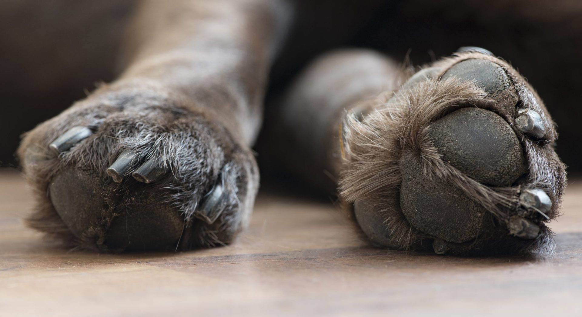 Bloco de Esquerda pede explicações sobre cães envenenados em Loures