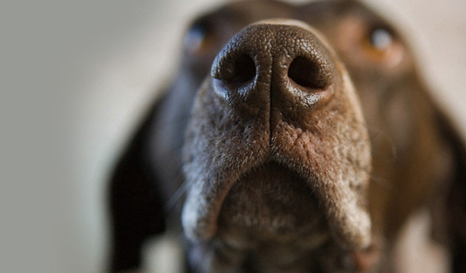 Cães drogados e abandonados em Loures