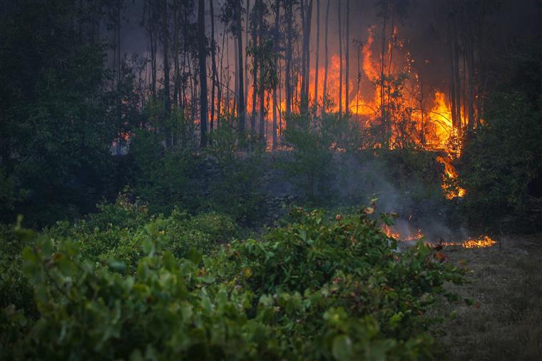 Incêndios. “A população não está minimamente preparada”