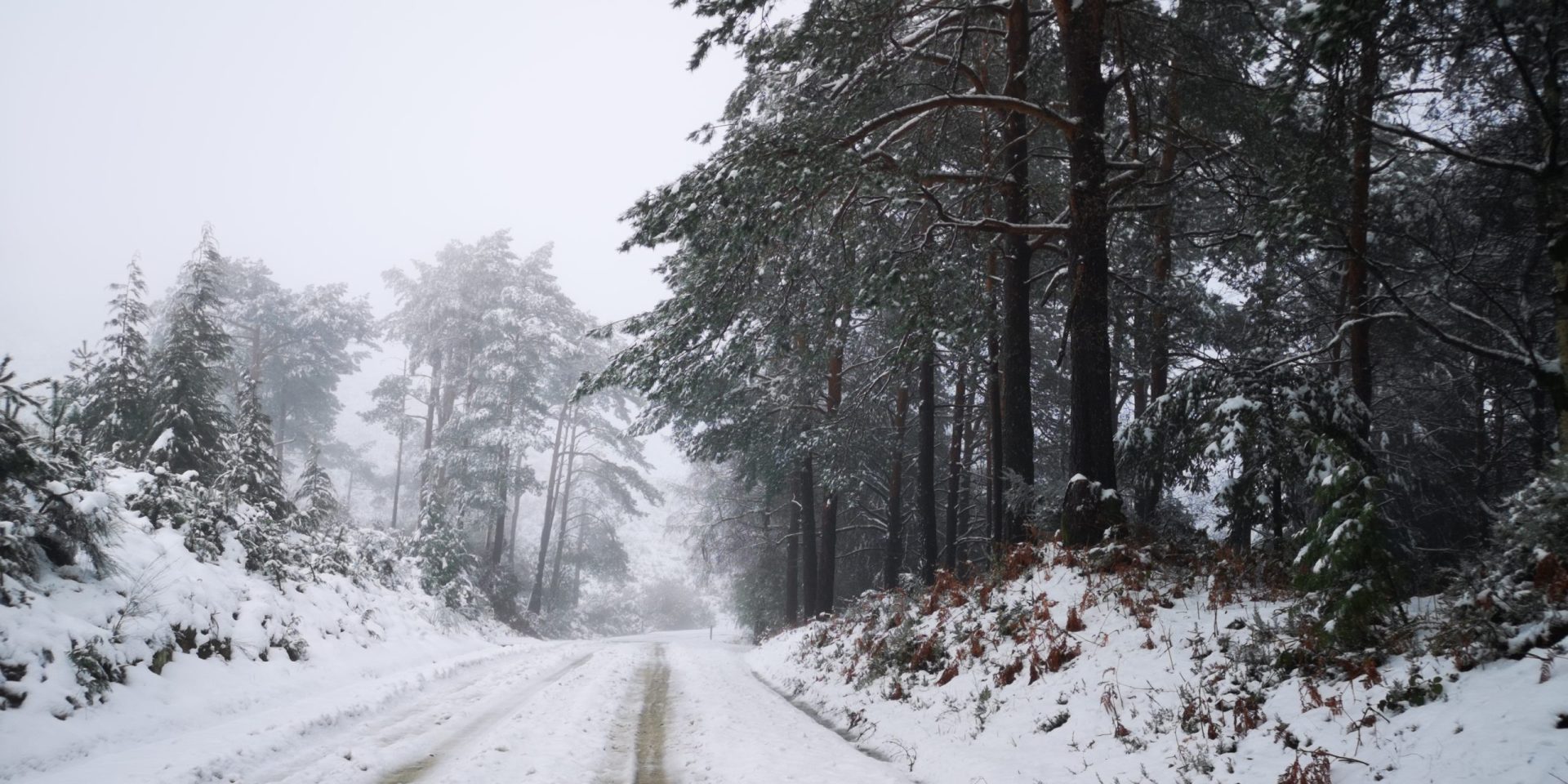 Neve pinta Serra da Cabreira de branco | Fotogaleria