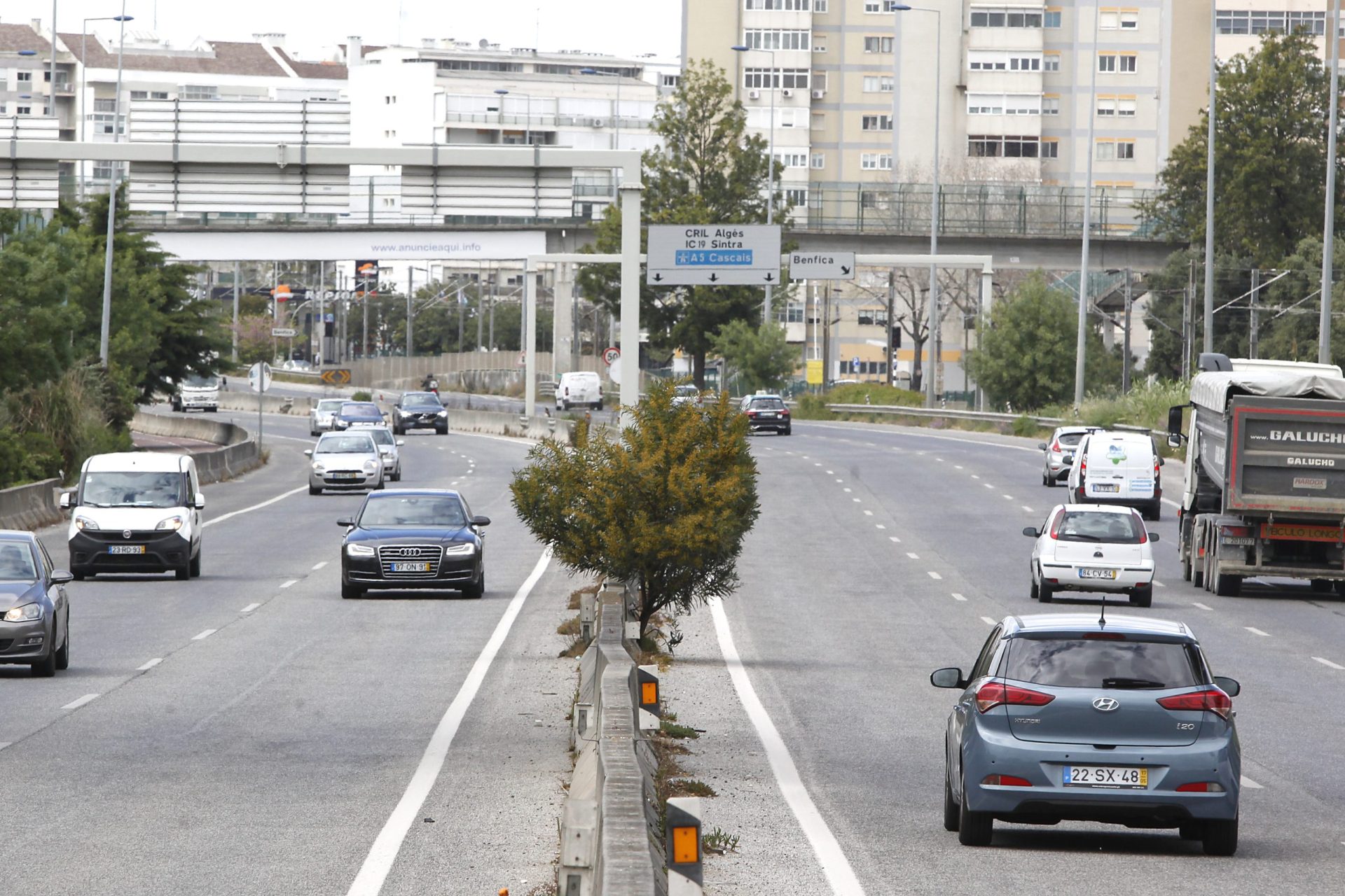 Em Lisboa, há árvores a tomarem conta de estradas