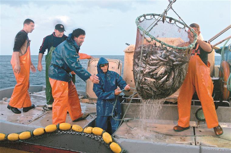 Sardinhas. “Qualquer dia há muito peixe, não há é pescadores”