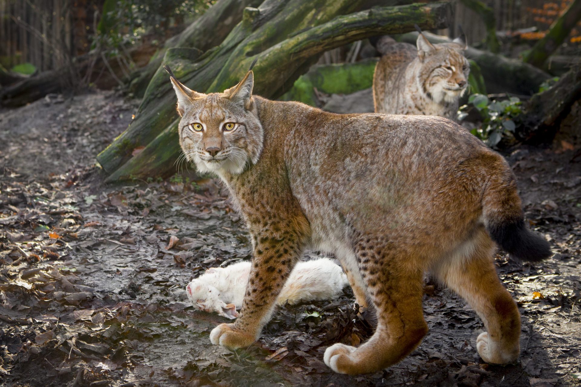 Os linces estão de volta à península Ibérica