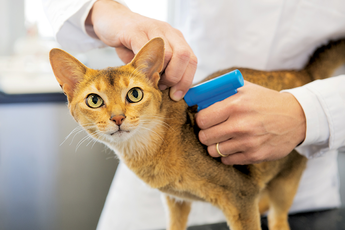 Lei que prevê uso de chips por gatos “vem tarde”