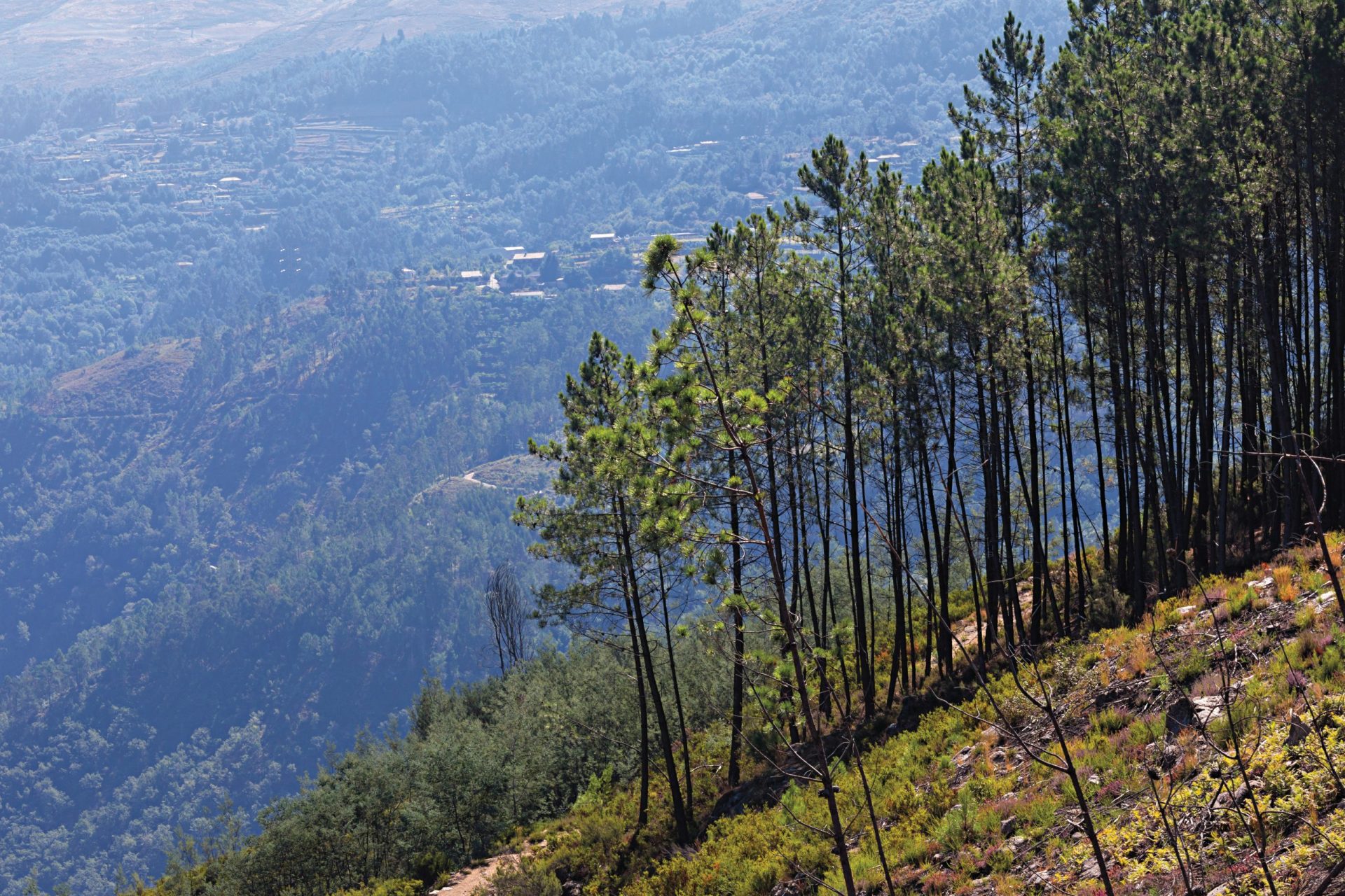 Floresta. Programa de ordenamento florestal privilegia eucaliptos na Peneda Gerês