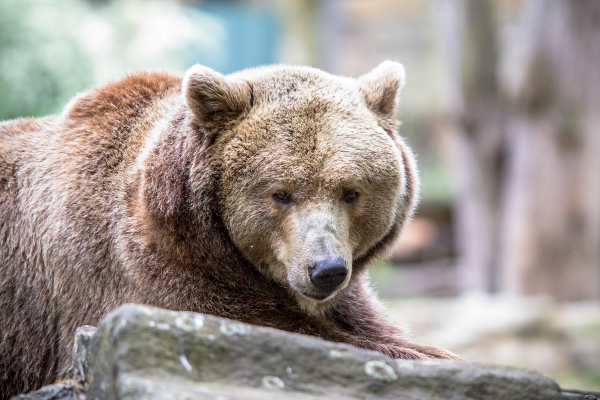 Espécie de urso dada como extinta encontrada em Portugal