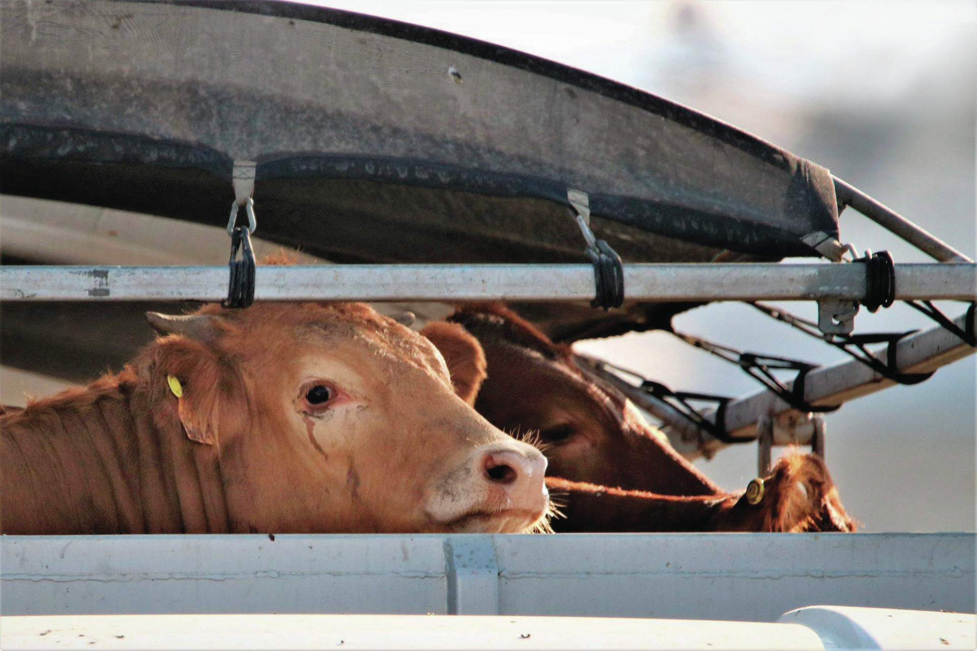 Transporte de animais vivos. “São pontapeados e içados pelos cornos e pelas patas”