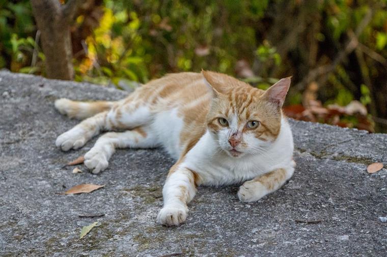 CML entrega ambulância para socorro animal