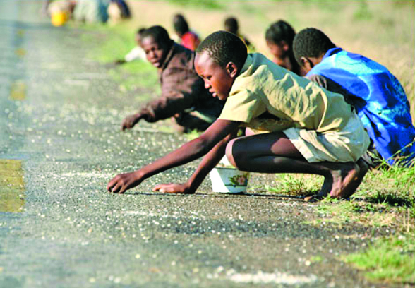 Zimbabué. Um quinto da população em risco de morrer à fome