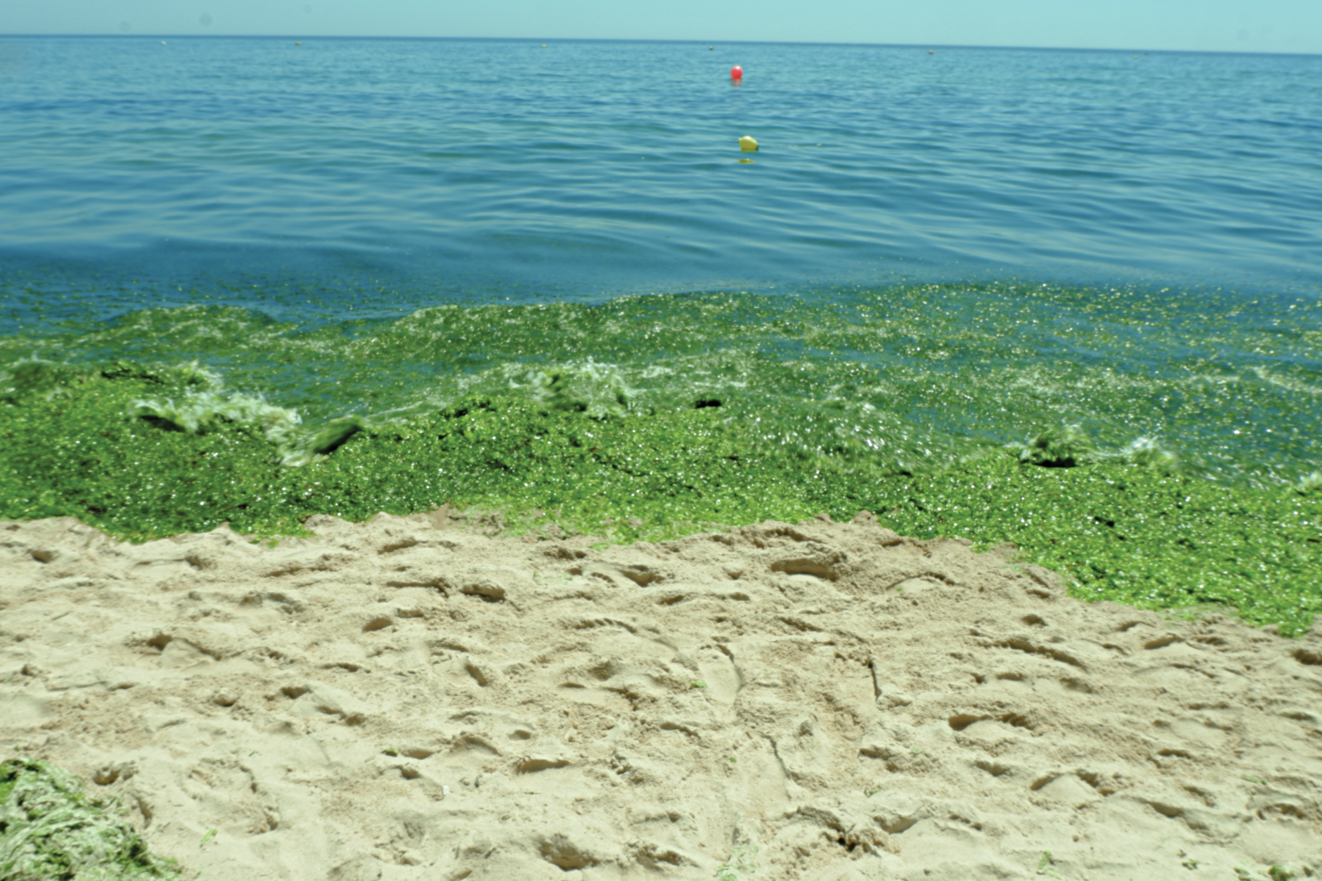 Alga asiática. A espécie invasora que está perto da costa portuguesa