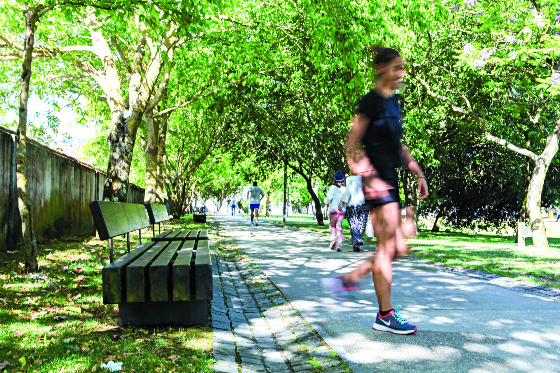 Jardins de Lisboa reabrem depois da destruição do ninho de vespas asiáticas