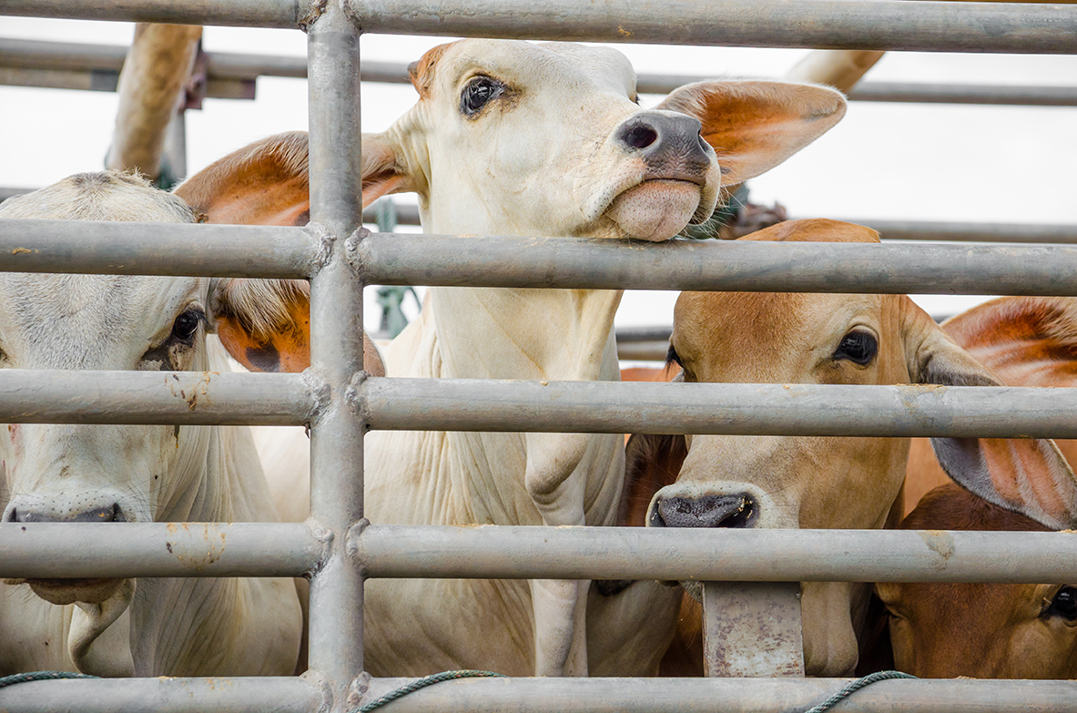 Transporte de animais vivos. Portugal prepara-se para fazer negócio com o Qatar