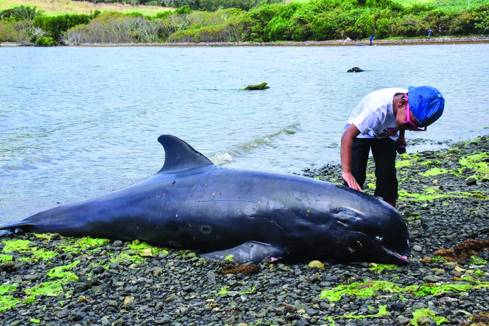 Baleias e golfinhos em risco de extinção, alertam cientistas