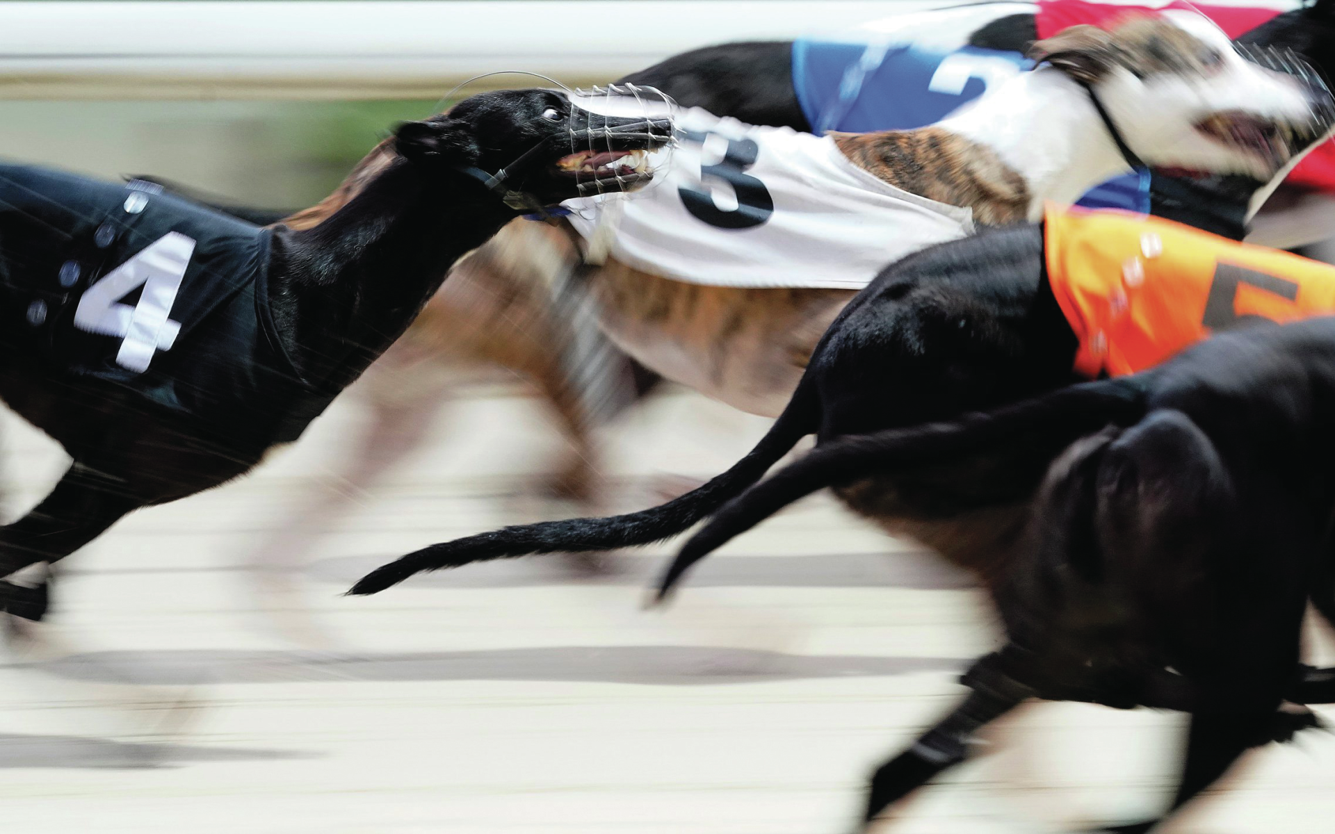 PAN quer proibir corrida de galgos com penas de prisão até dois anos