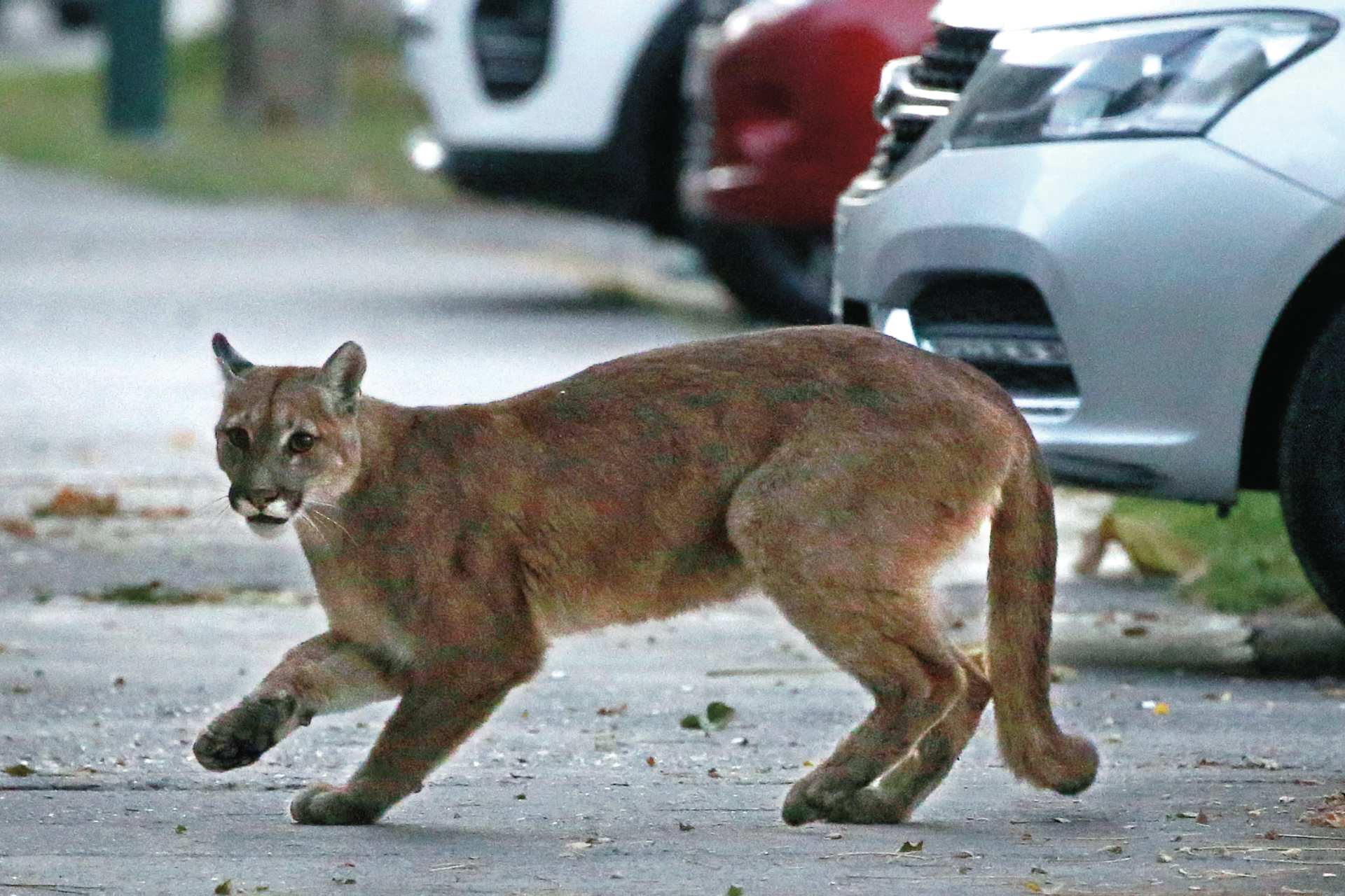 Animais.  “Sem presença humana” é natural que procurem as cidades