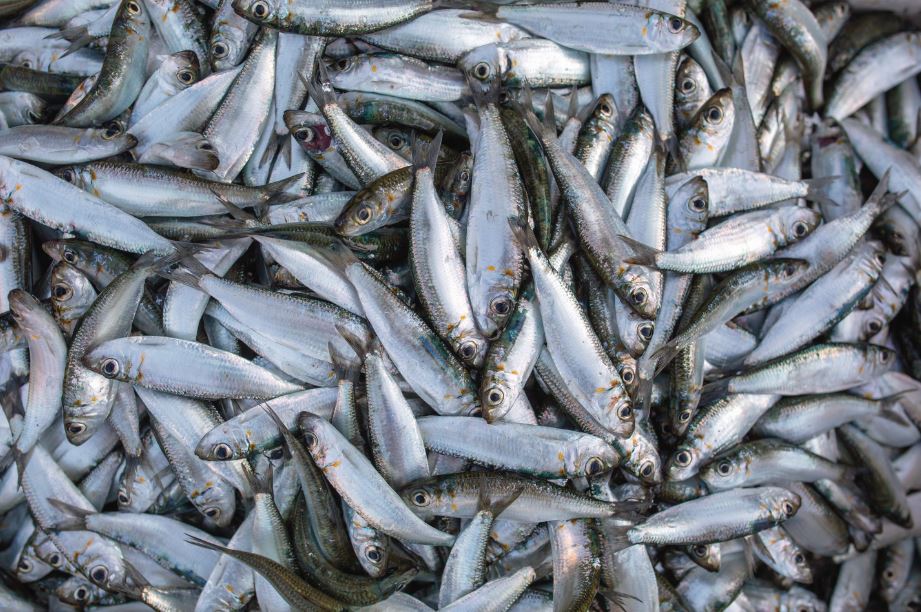 Pesca da sardinha reabre a 1 de junho por dois meses