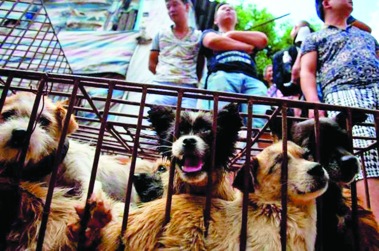 Yulin. O festival de carne de cão que indigna a maioria dos chineses