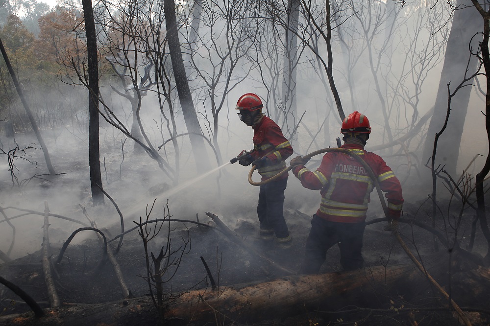 Incêndios. O &#8220;perigo&#8221; da floresta portuguesa que &#8220;continua abandonada&#8221;