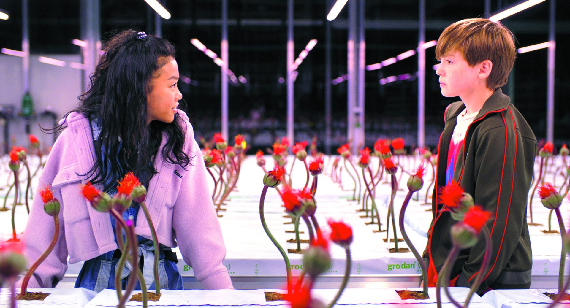 A Flor da Felicidade. “Não acredito que nos conheçamos uns aos outros”