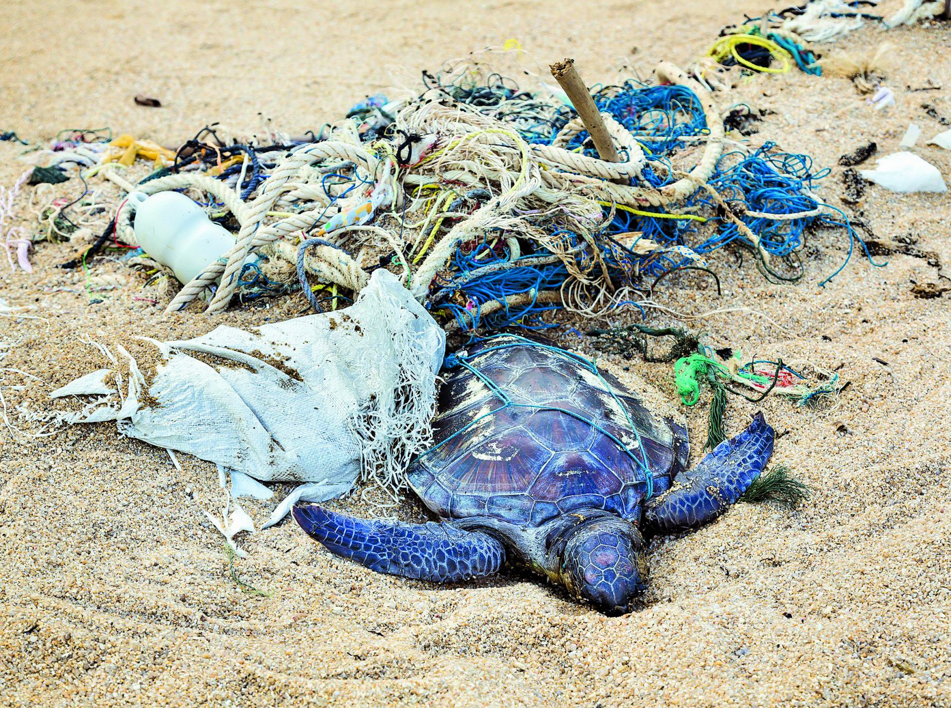 Poluição. Tartarugas que morrem à fome com o estômago cheio de plástico