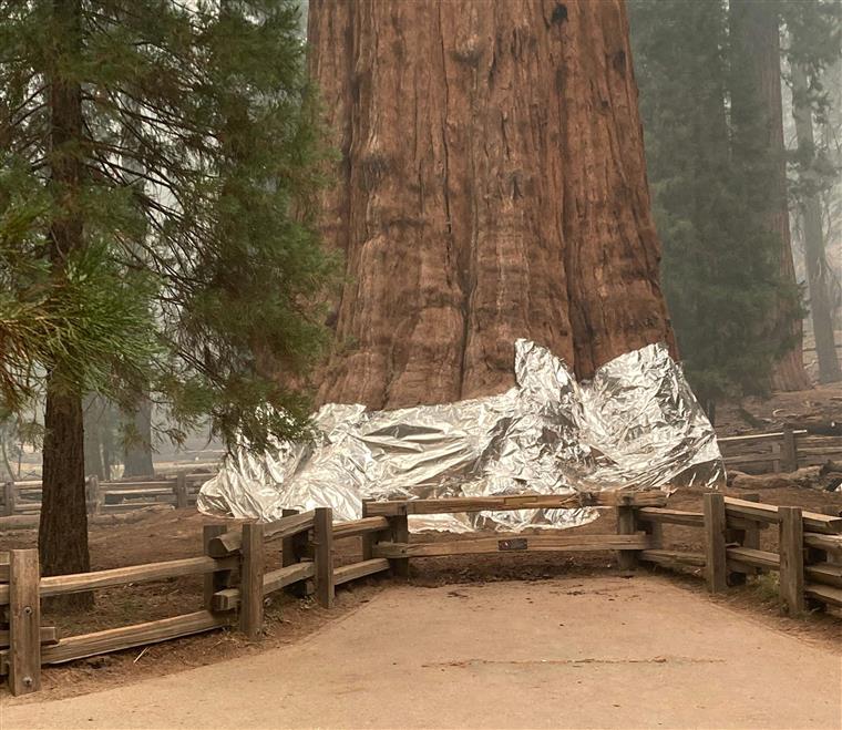 General Sherman. A saga dos californianos para salvar a maior árvore do mundo