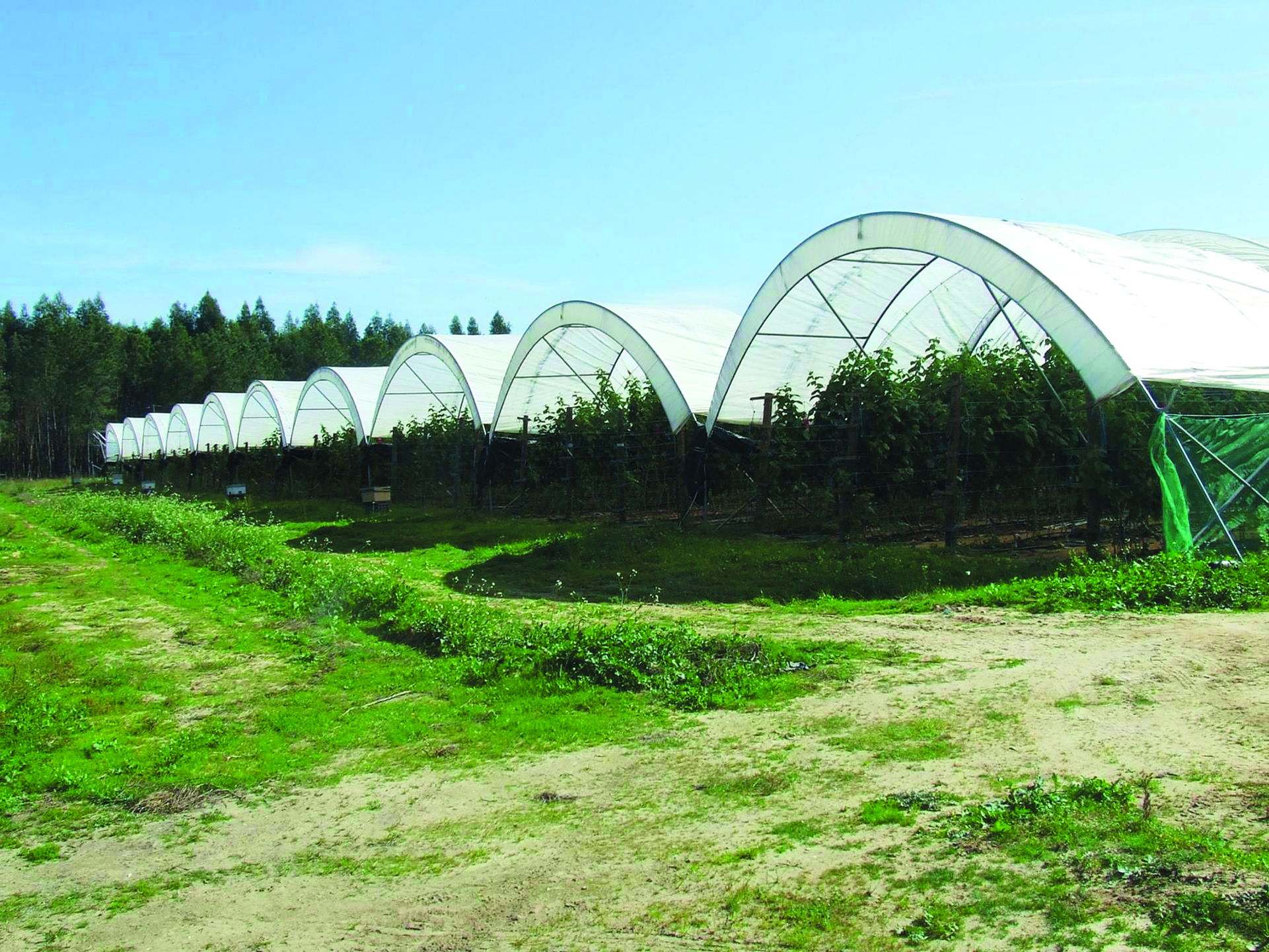 Cultura intensiva. Agricultores pedem demissão de Inês Sousa Real