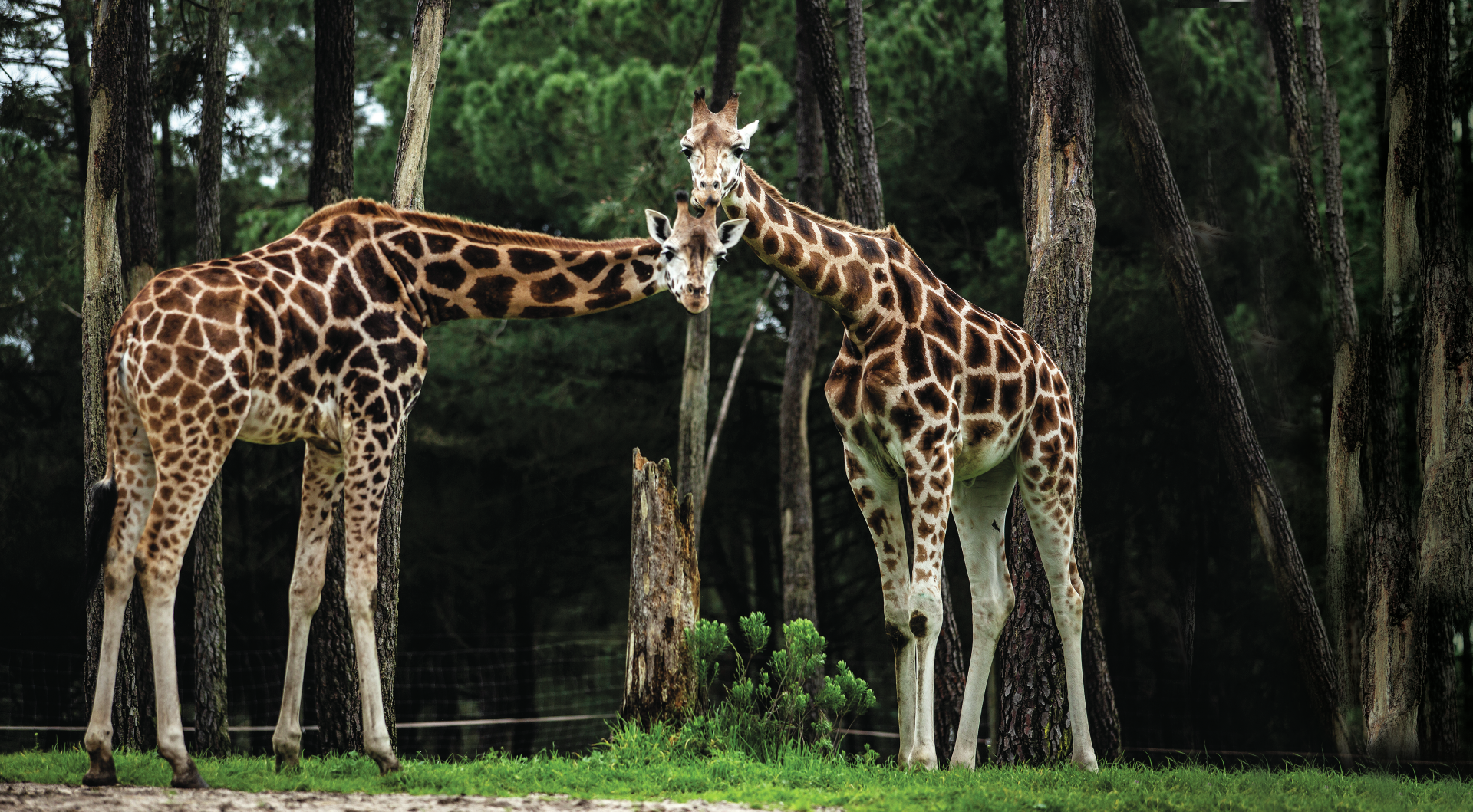 Jardins zoológicos. “Os animais dependem de nós”