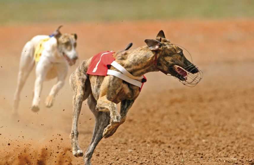 Parlamento. Bloco de Esquerda insiste em proibir corridas de cães