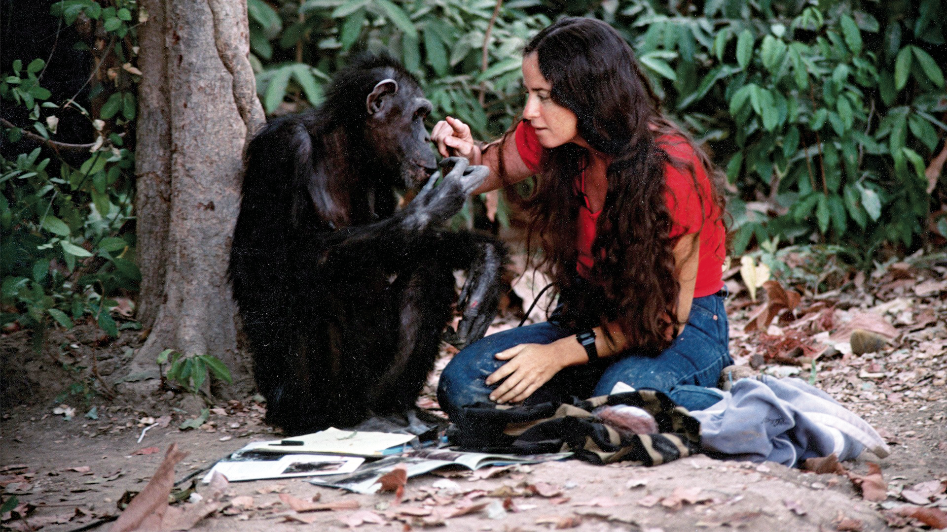 Lucy the Human Chimp. Sete anos entre chimpanzés