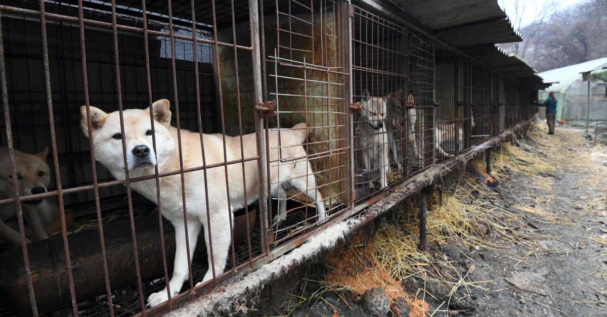Coreia do Sul. Presidente pondera proibir consumo de carne de cão