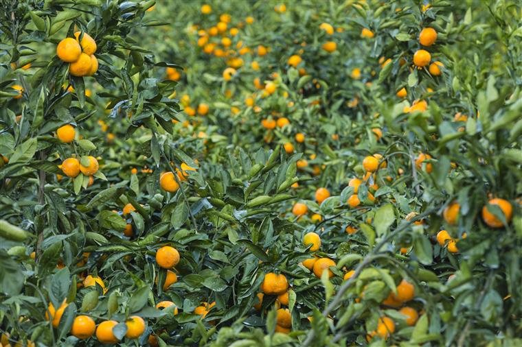 Agricultores apelam a que não se vote PS por sorrir ao PAN